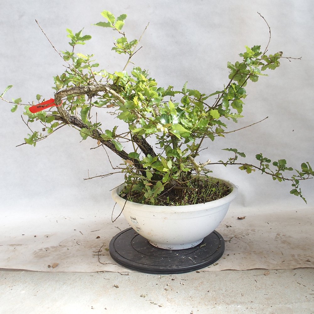Freilandbonsai Quercus Cerris - Eiche Cer