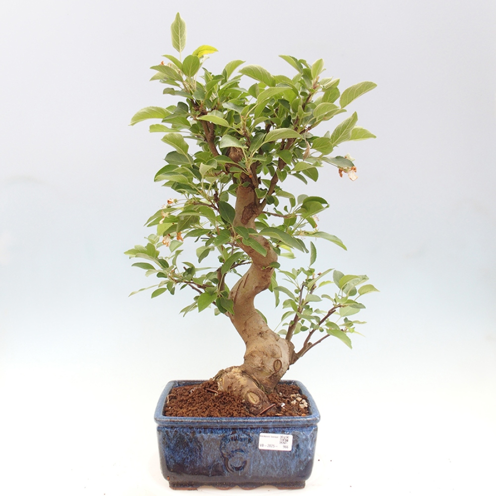 Bonsai im Freien - Malus halliana - Kleinfruchtiger Apfelbaum