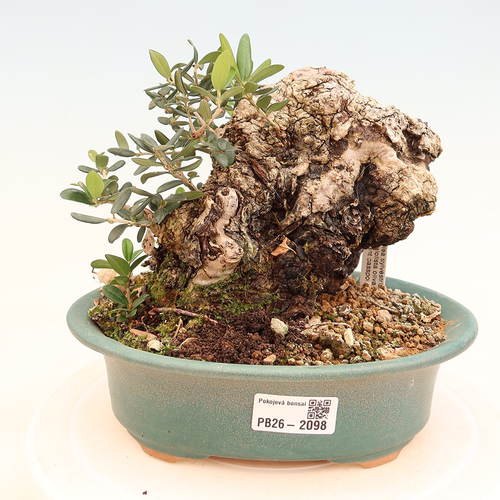 Zimmerbonsai - Olea europaea sylvestris