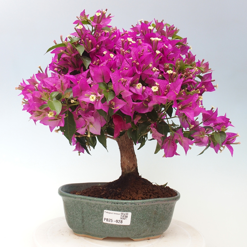 Indoor Bonsai - Bouganwilea