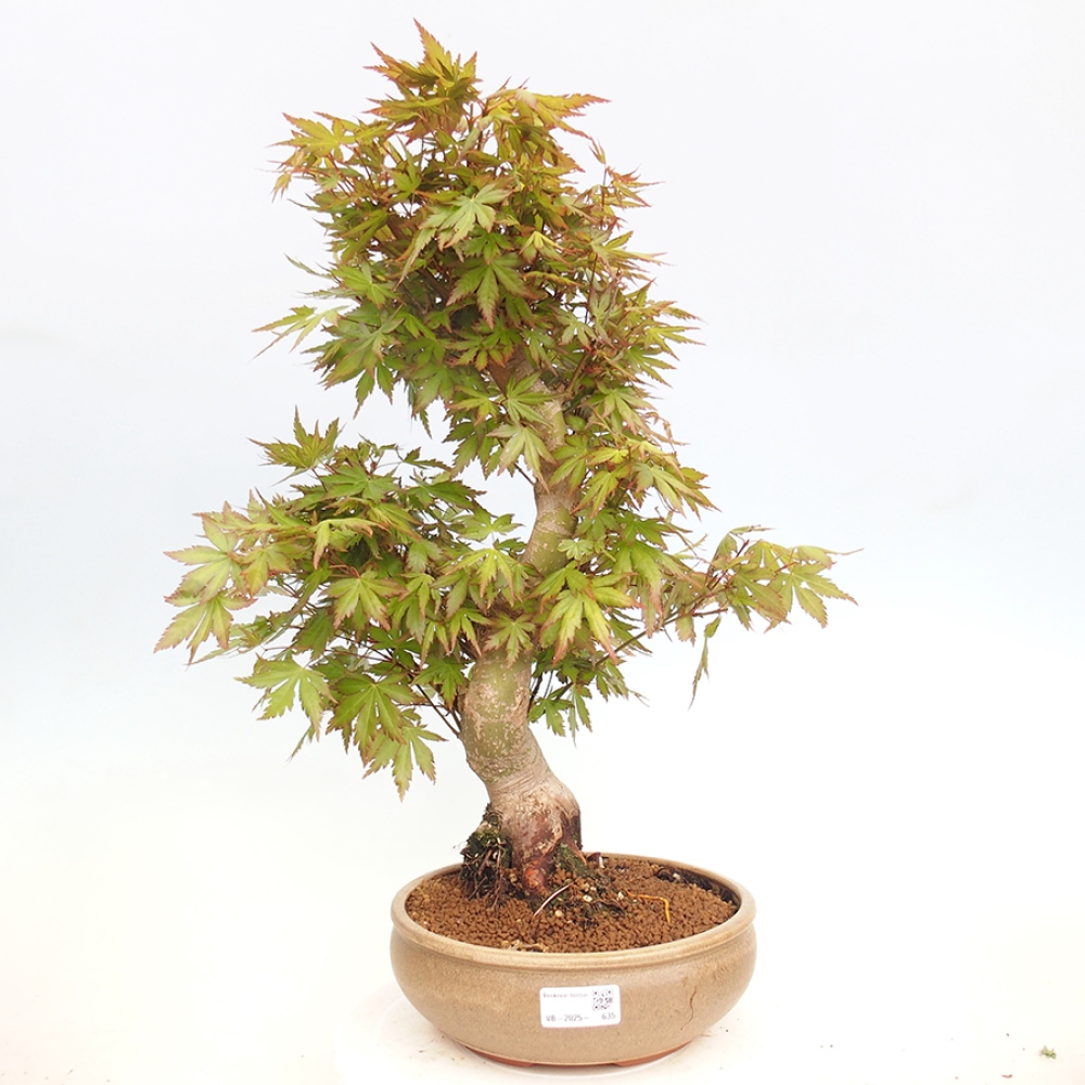 Bonsai im Freien - Acer palmatum - Auburn Ahorn