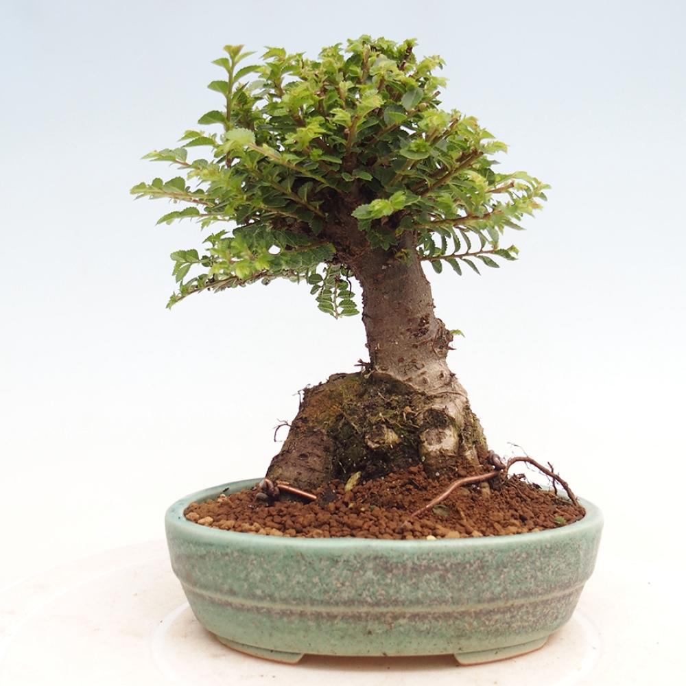 Bonsai im Freien - Ulmus parvifolia Hokkaido - Chinesische Ulme