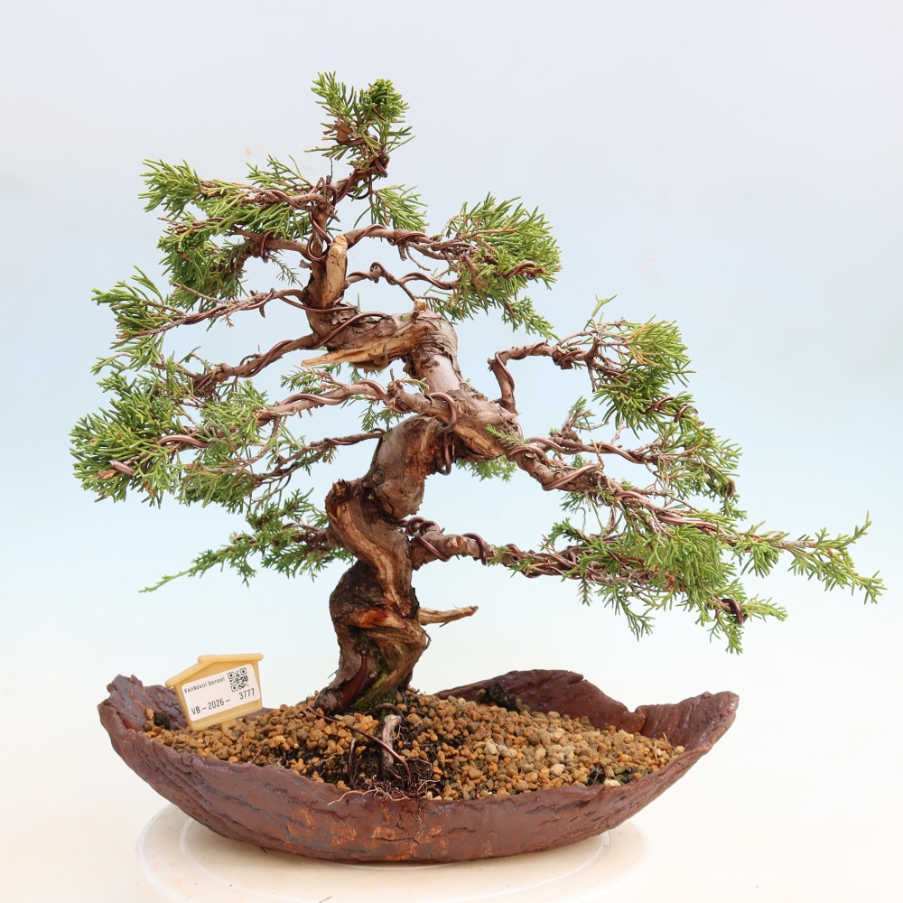 Bonsai für draußen - Juniperus chinensis Itoigawa-Juniperus chinensis