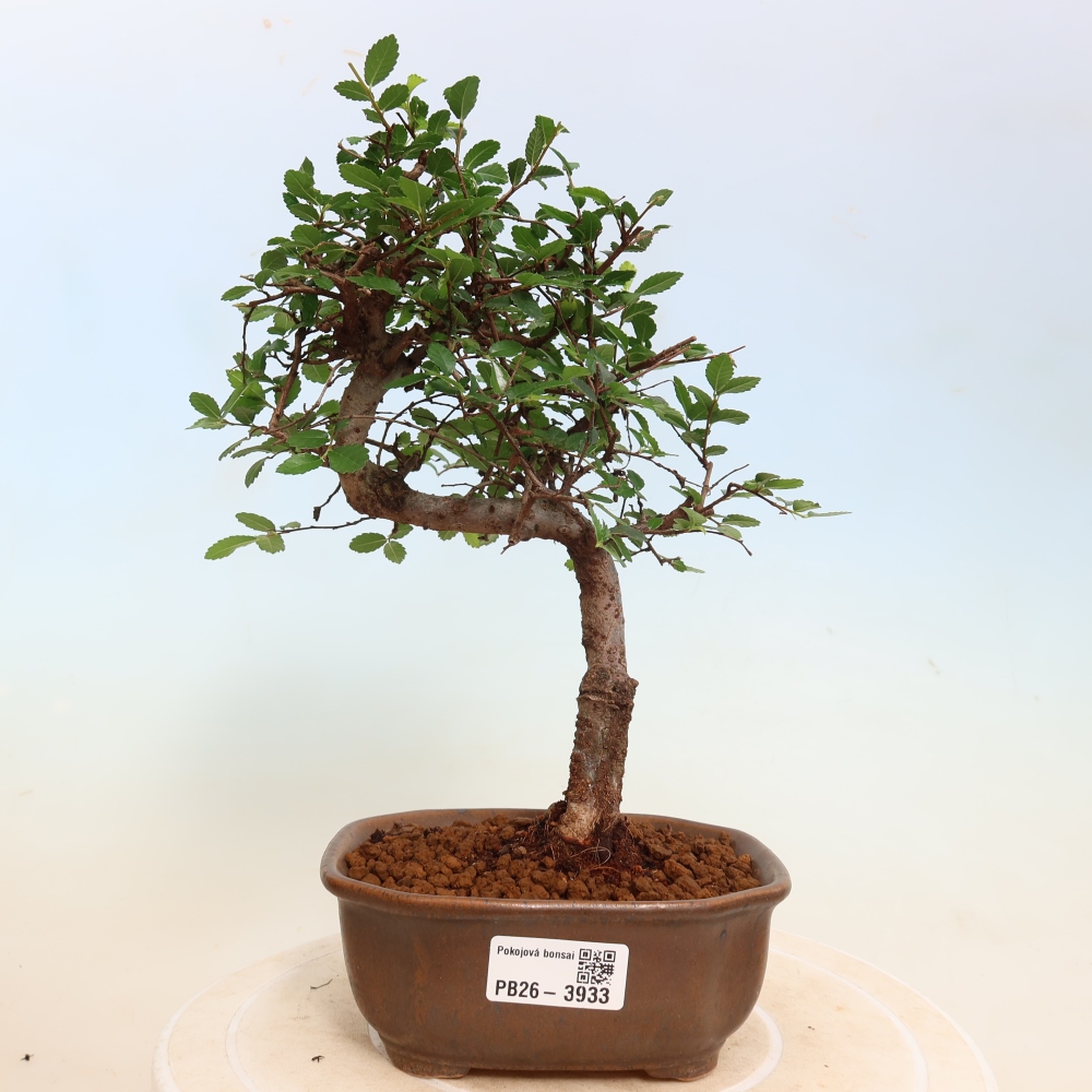 Zimmerbonsai - Ulmus parvifolia - Kleinblättrige Ulme