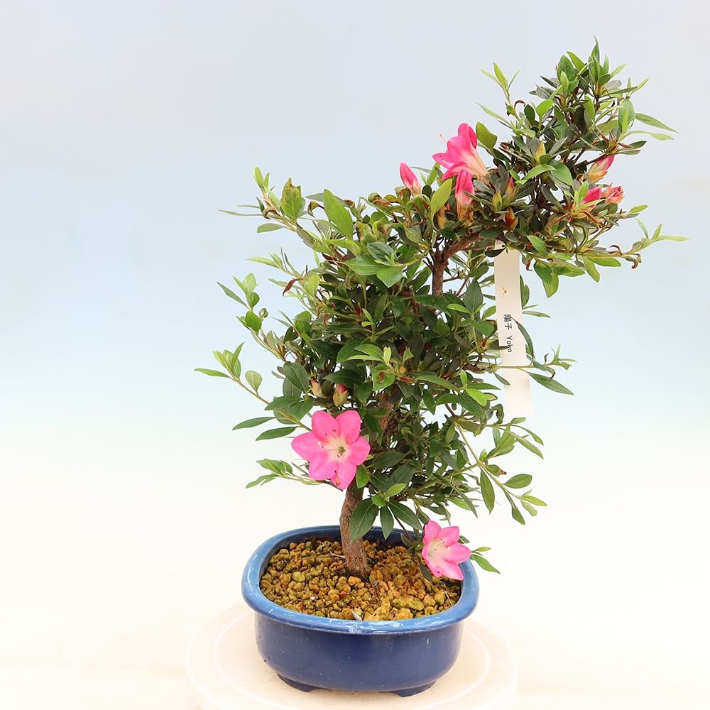Bonsai für draußen - Japanische Azalee - Azalee Yoko