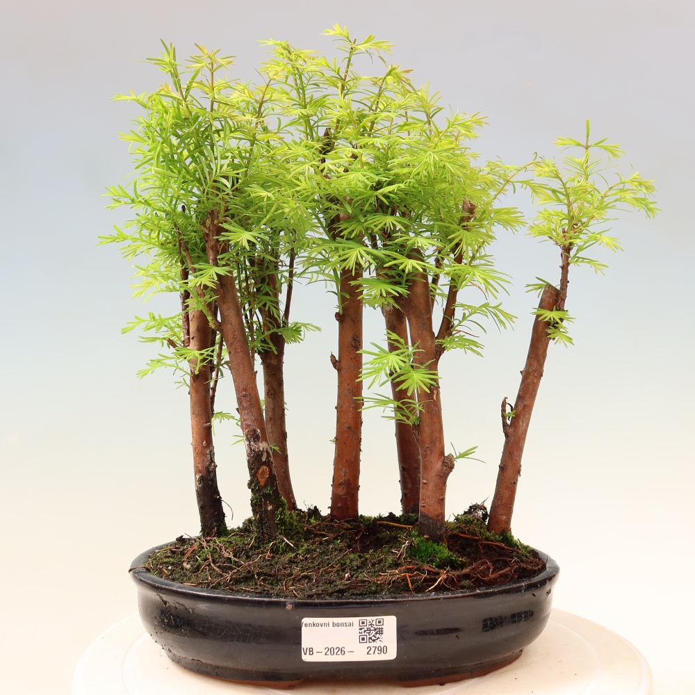 Bonsai für den Außenbereich – Metasequoia glyptostroboides – Chinesische Metasequoia – Wäldchen