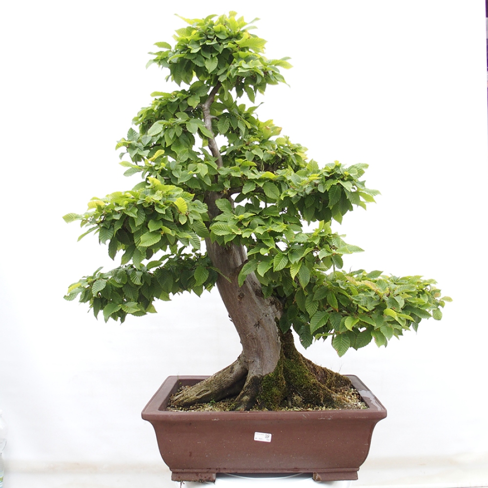 Bonsai im Freien - Hainbuche - Carpinus betulus