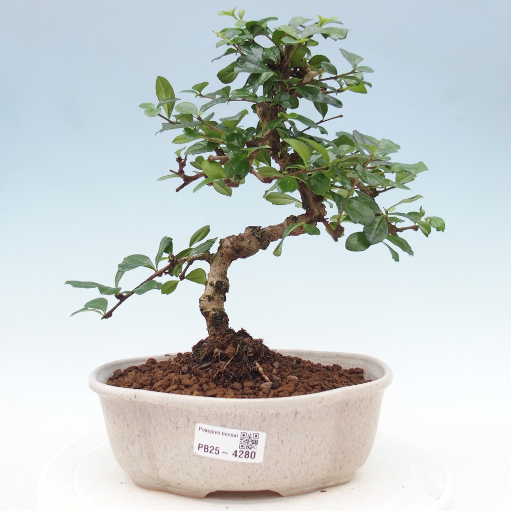 Zimmer-Bonsai - Carmona macrophylla - Tee-Fuki