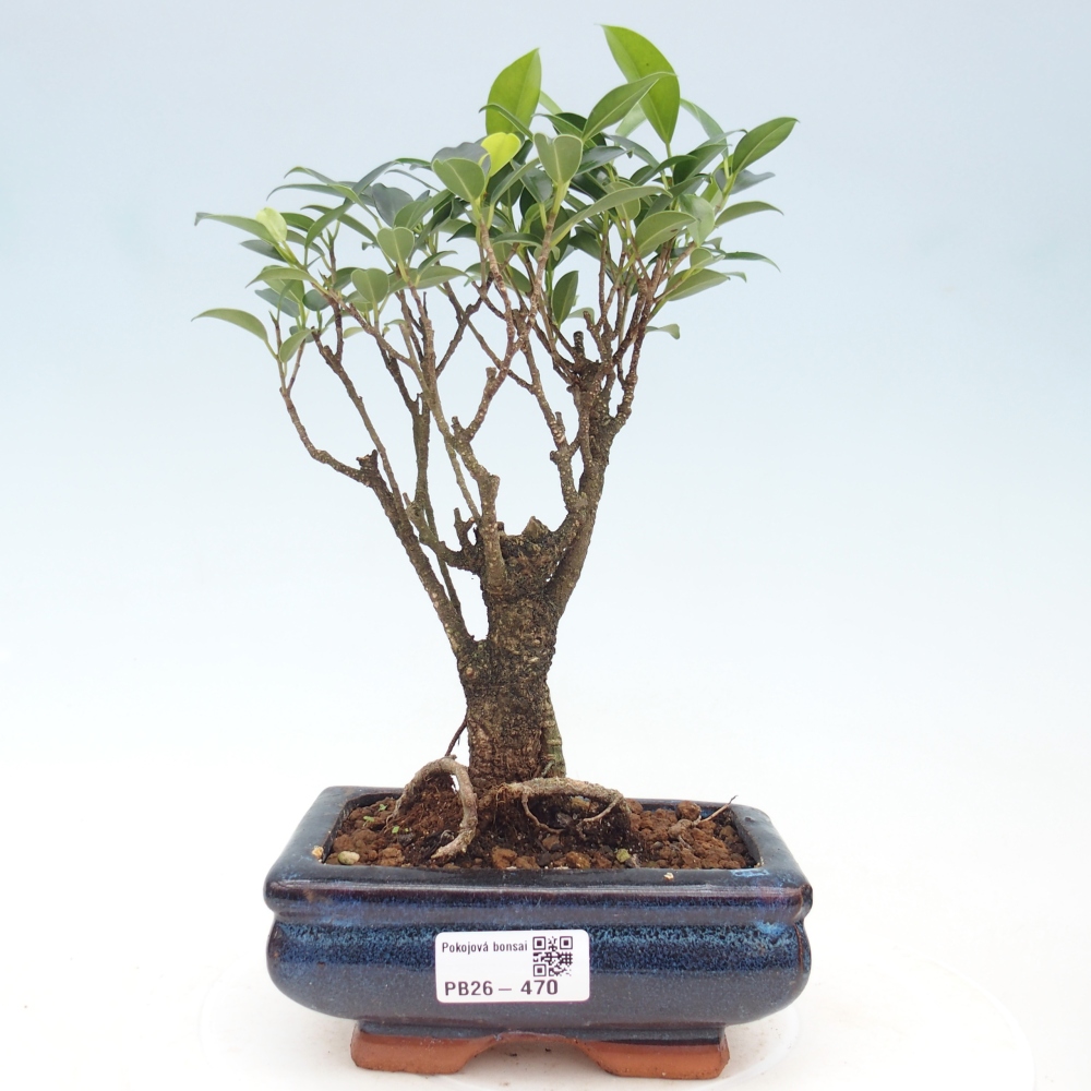 Zimmerbonsai - Ficus retusa - Kleinblättriger Ficus