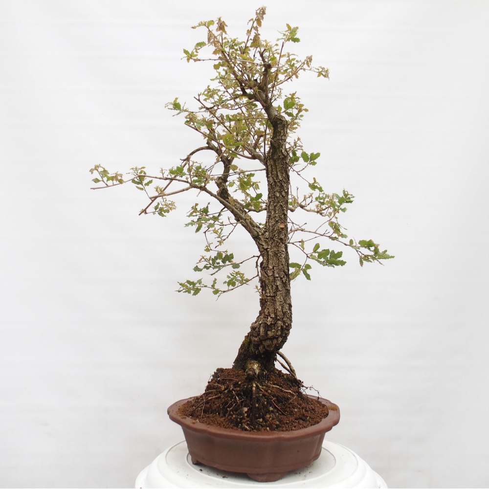 Yamadori - Quercus Ilex - Steineiche