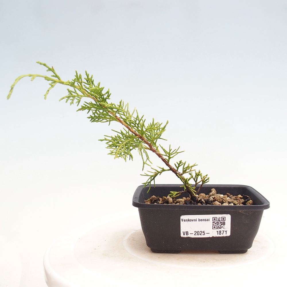Outdoor bonsai - Juniperus chinensis Itoigawa - Chinese juniper