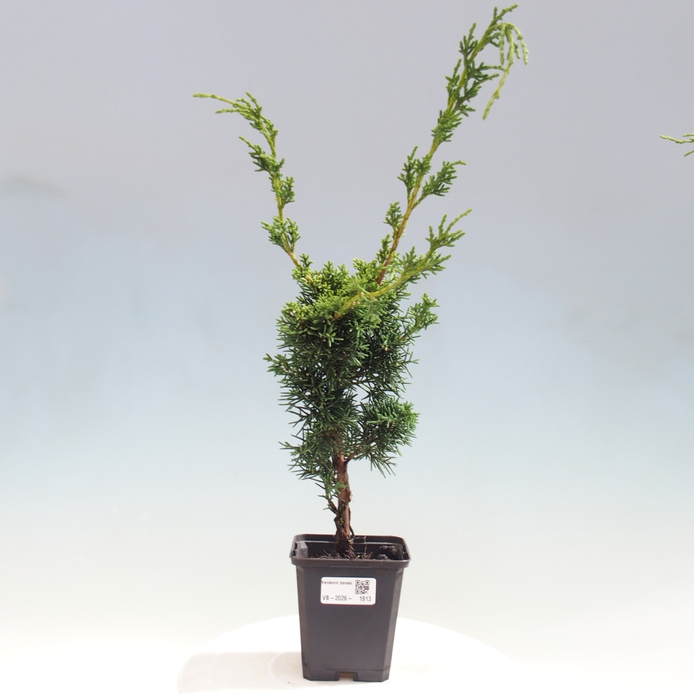 Bonsai für draußen - Juniperus chinensis Kishu