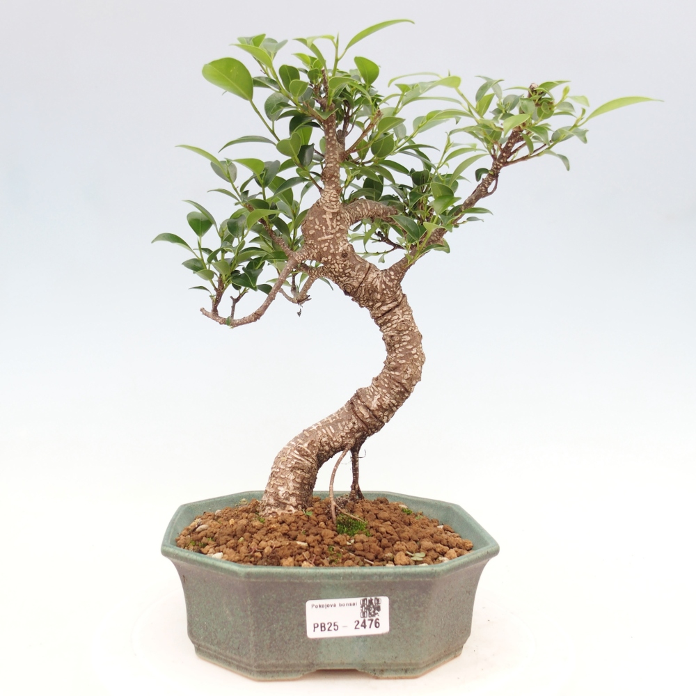 Indoor-Bonsai - Ficus retusa - kleiner Ficus