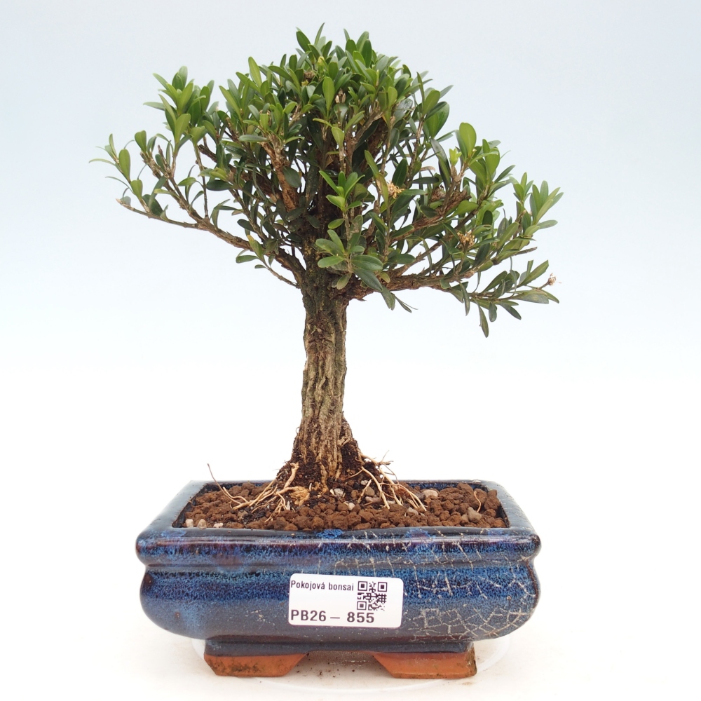 Zimmer Bonsai - Buxus harlandii - Korkbuxus