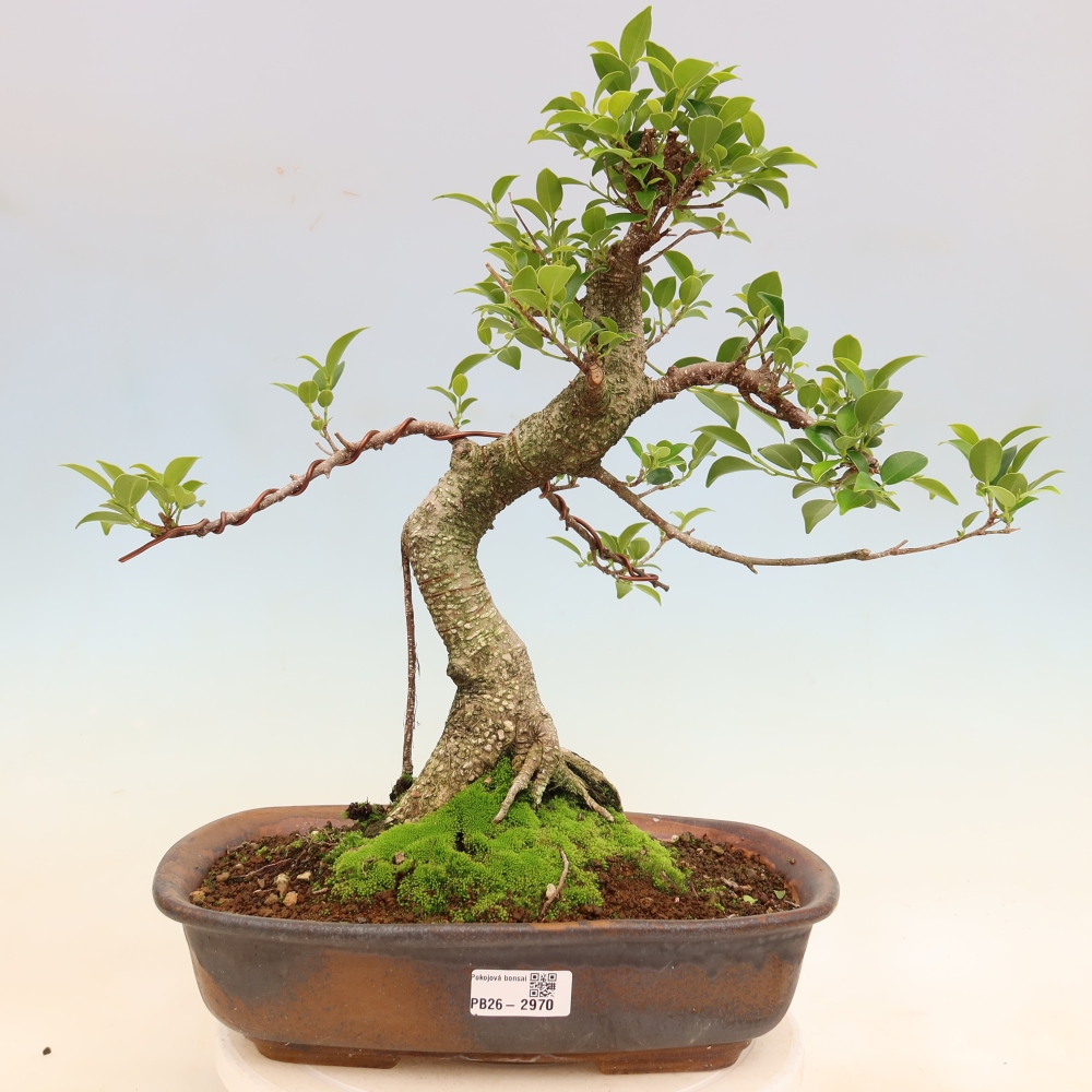 Zimmerbonsai - Ficus kimmen - Kleinblättriger Ficus