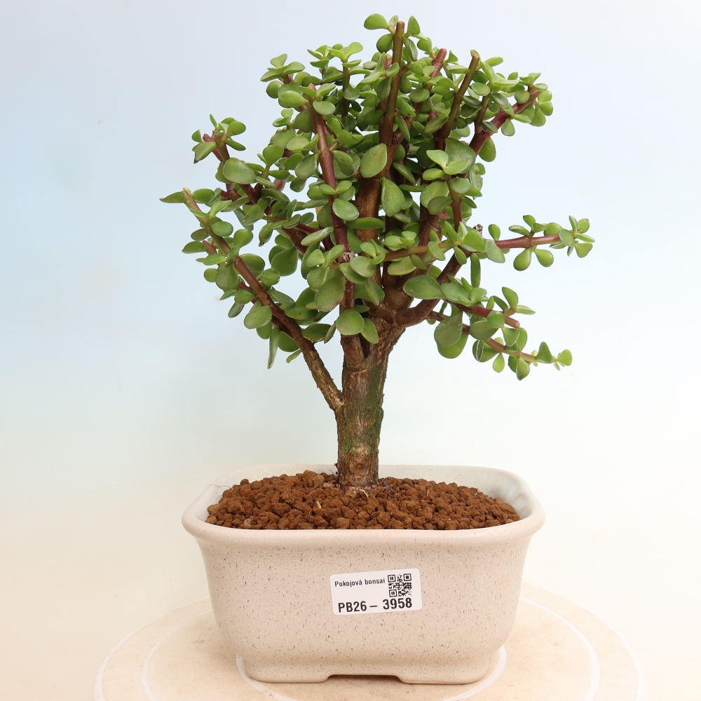 Zimmer Bonsai - Portulakaria Afra - Tlustice