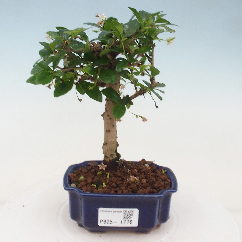 Zimmerbonsai - Carmona Macrophylla - Fuki-Tee