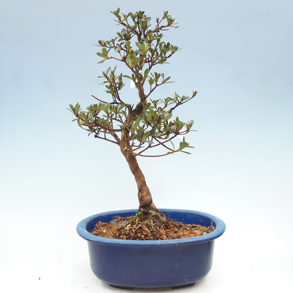 Bonsai für draußen - Japanische Azalee - Azalea Mio