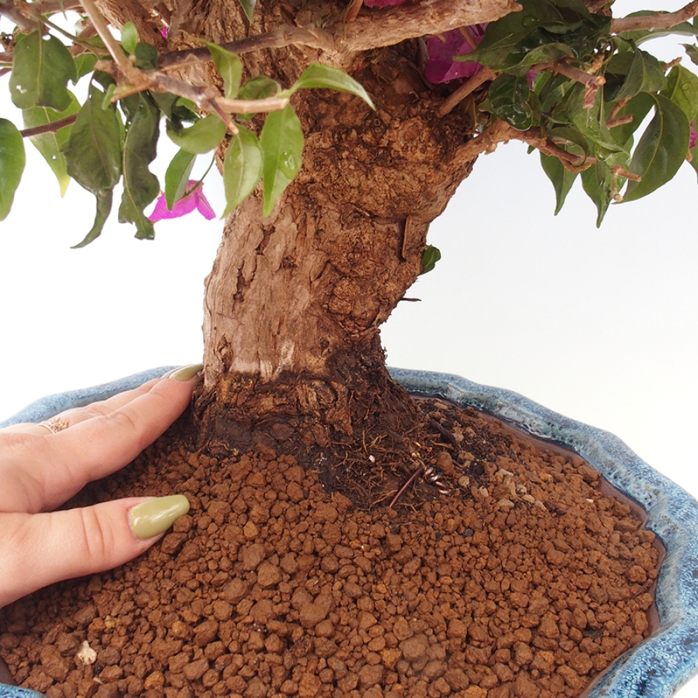 Indoor Bonsai - Bouganwilea