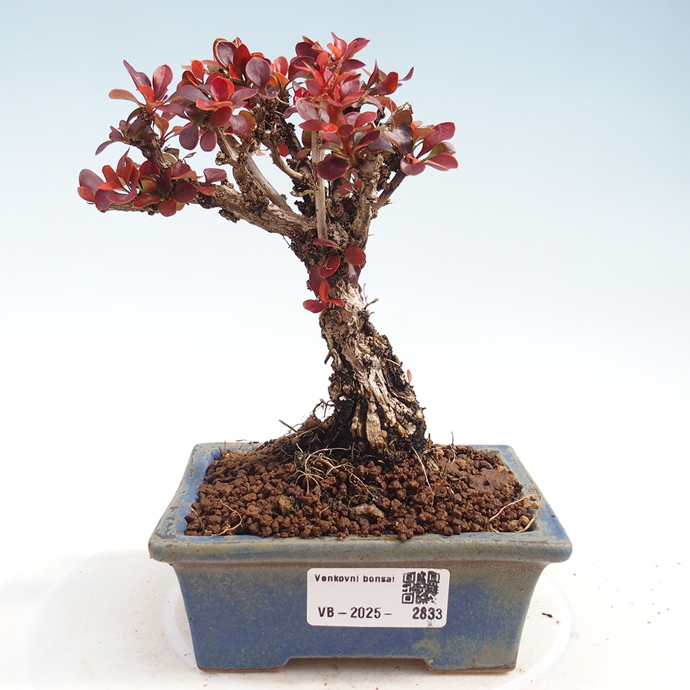 Bonsai für draußen - Berberis Thunbergii Bagatelle