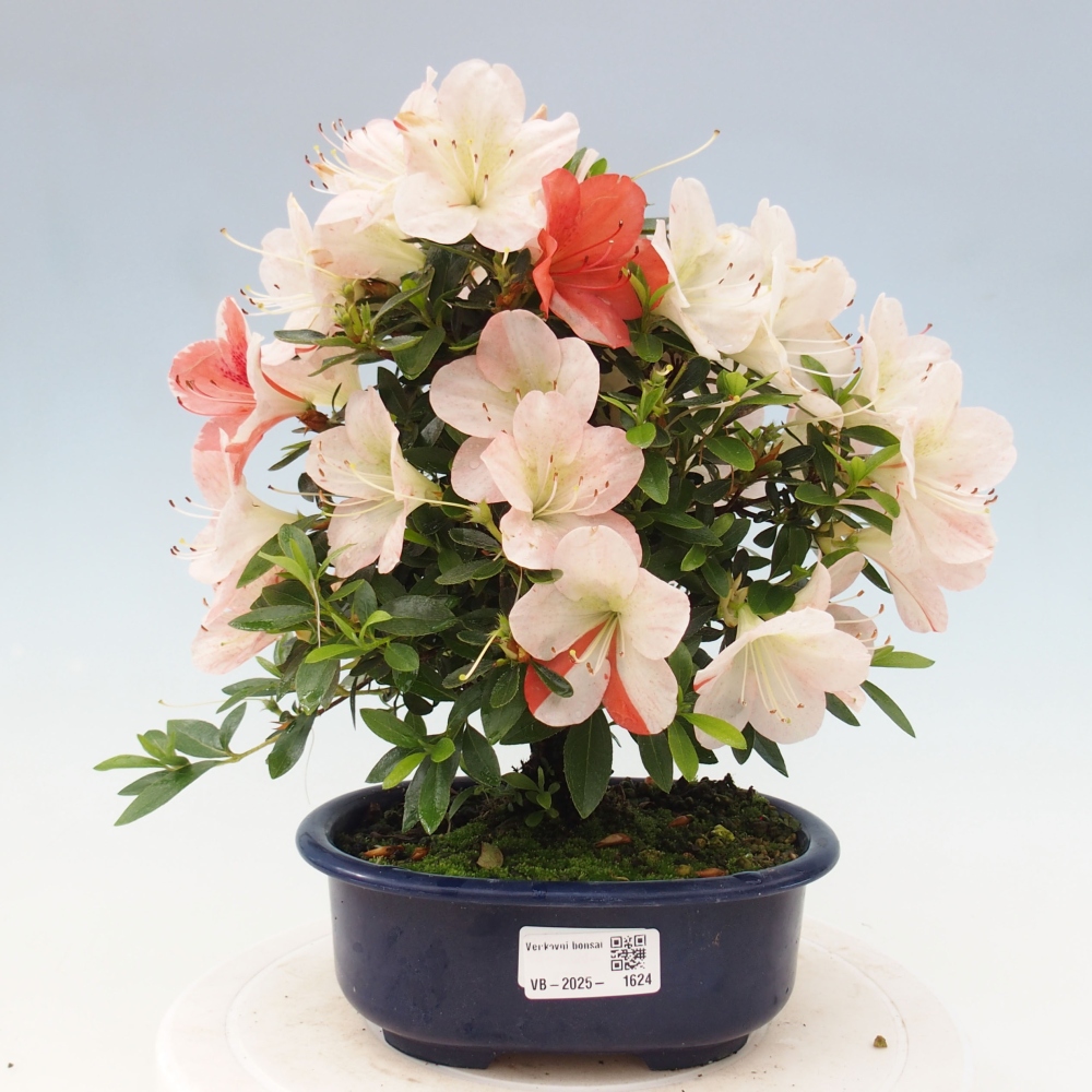 Bonsai im Freien - Japanische Azalee - Azalea Asazakura