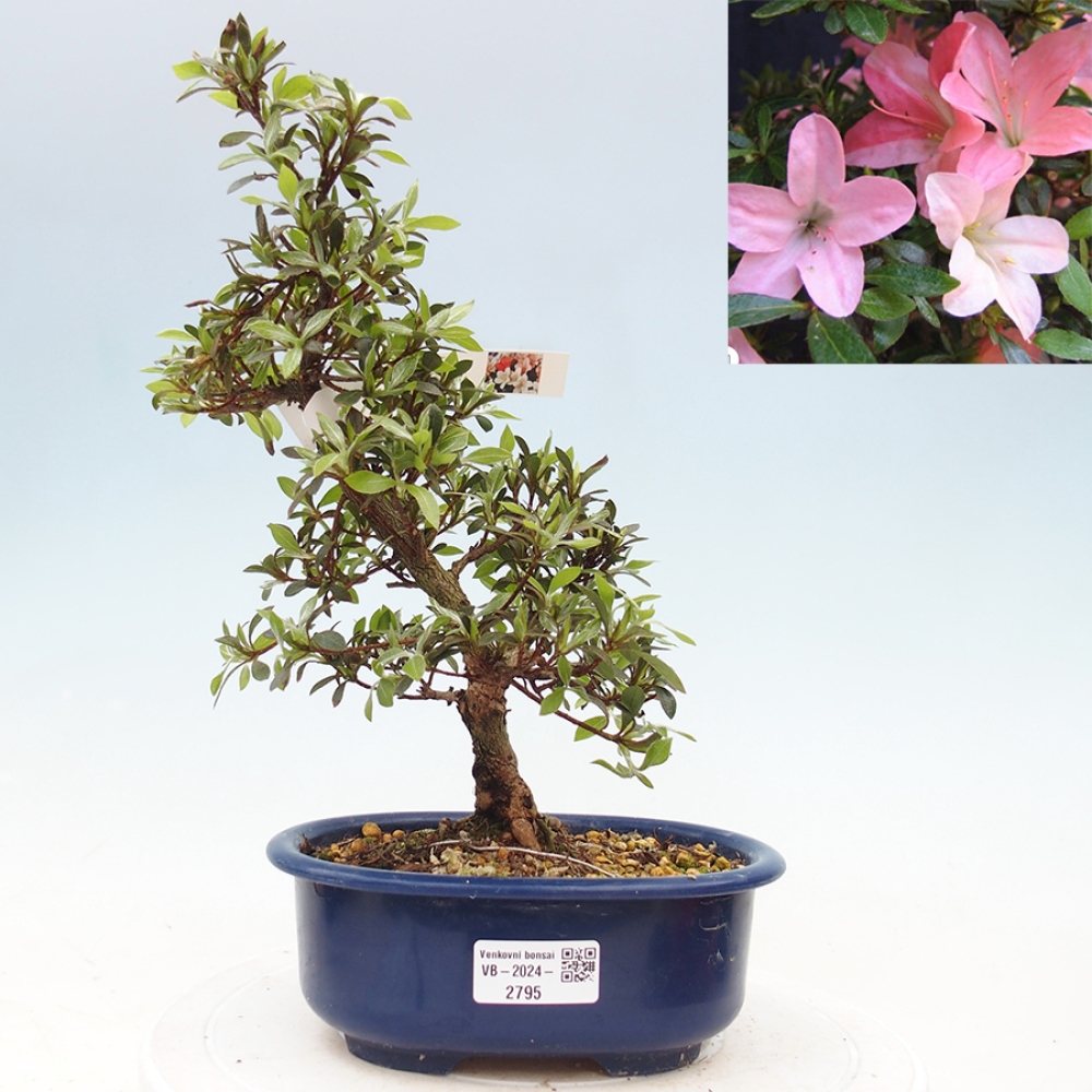 Bonsai im Freien - Japanische Azalee - Azalea Nikko