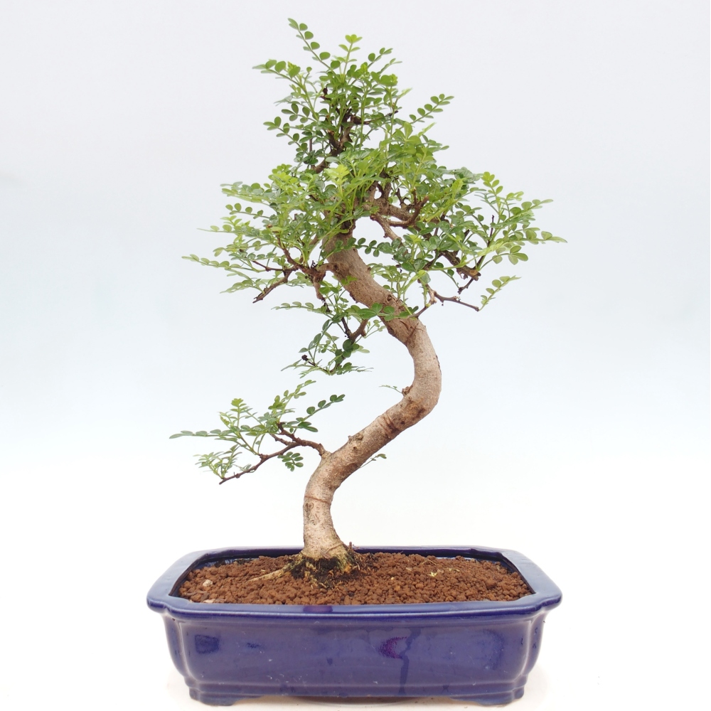 Zimmer Bonsai - Zantoxylum piperitum - Pfefferbaum
