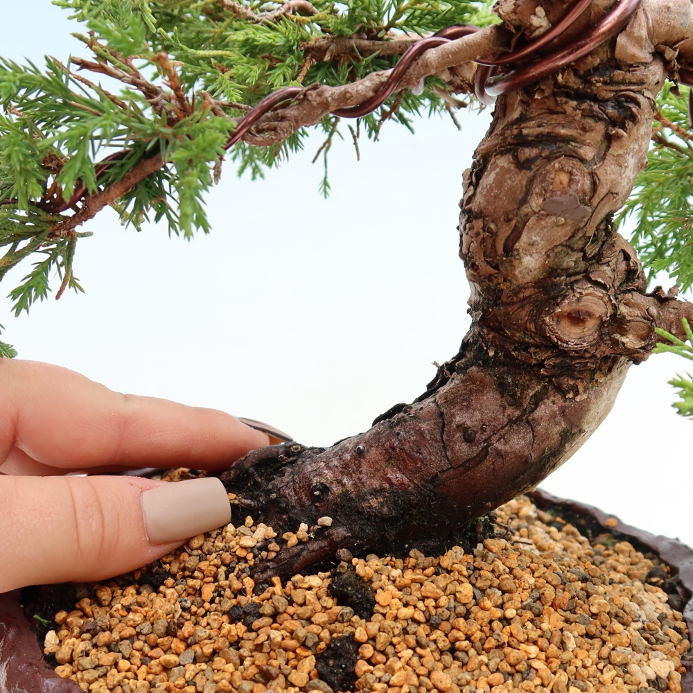 Bonsai für draußen - Juniperus chinensis Itoigawa-Juniperus chinensis