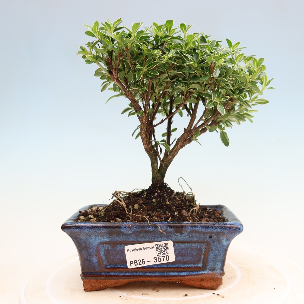Zimmerbonsai - Serissa foetida Variegata - Baum der Tausend Sterne