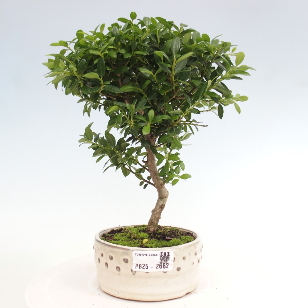 Zimmerbonsai - Ilex crenata - Holly