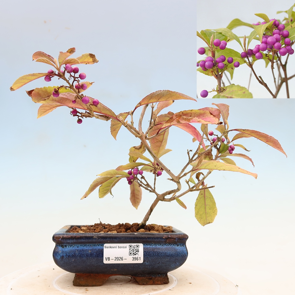 Outdoor-Bonsai - Callicarpa bodinierova Wucherung