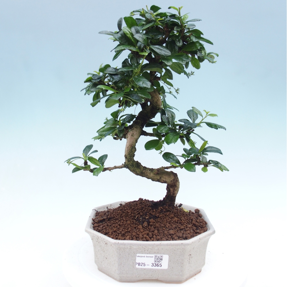 Zimmer Bonsai - Carmona macrophylla - Tea Fuki