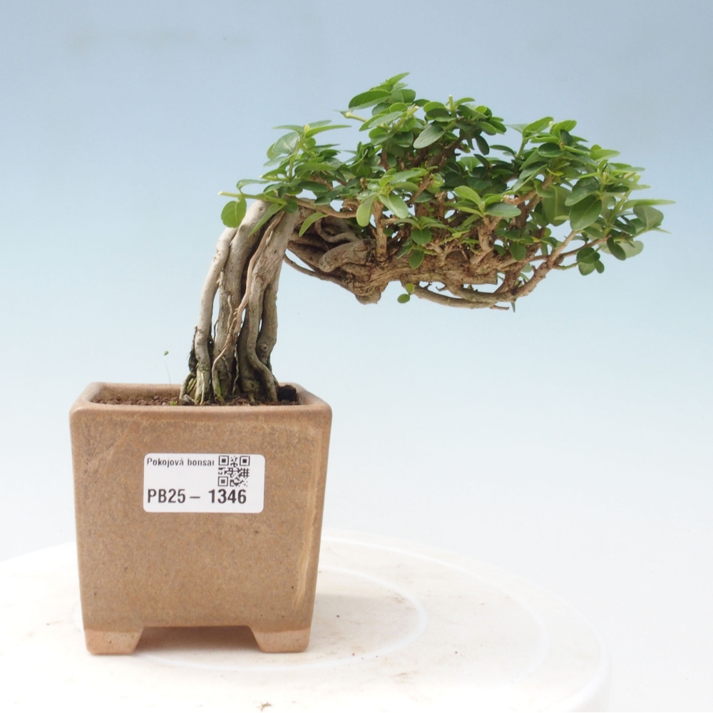 Zimmerbonsai - Premna serratifolia - Kozlovon kleinblättrig