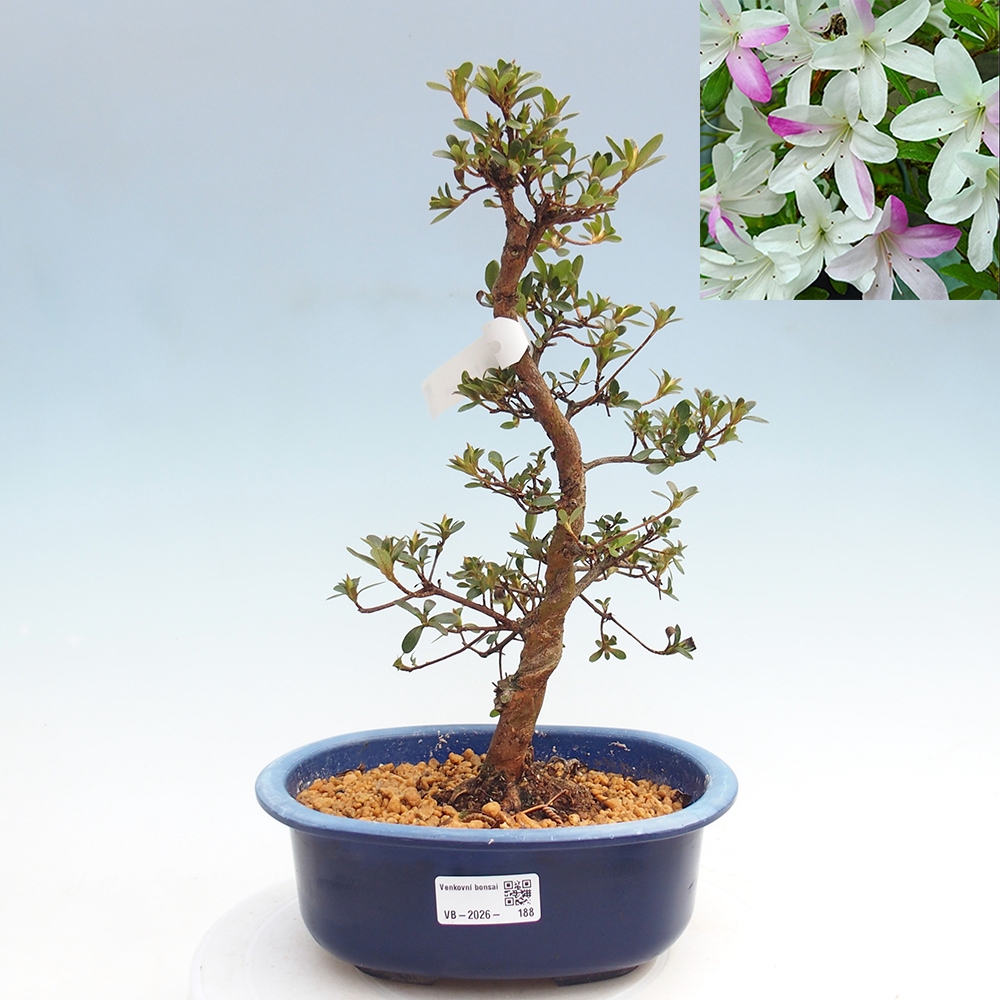 Bonsai für draußen - Japanische Azalee - Azalee Yukigesho