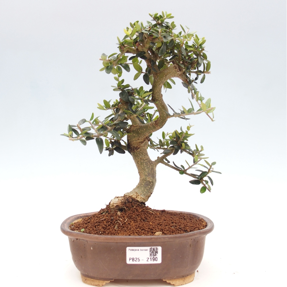 Indoor-Bonsai - Olea europaea sylvestris - Europäisches kleinblättriges Olivenöl