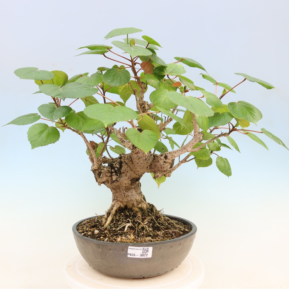 Zimmerbonsai - Hibiscus tiliaceus - Meeres-Hibiskus