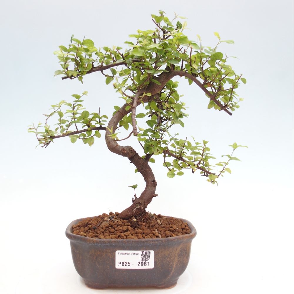 Zimmerbonsai - Sagerécie thea - Sagerécie thea