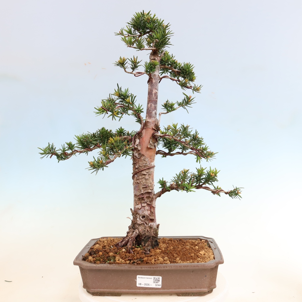Bonsai für draußen - Taxus cuspidata - Japanische Eibe