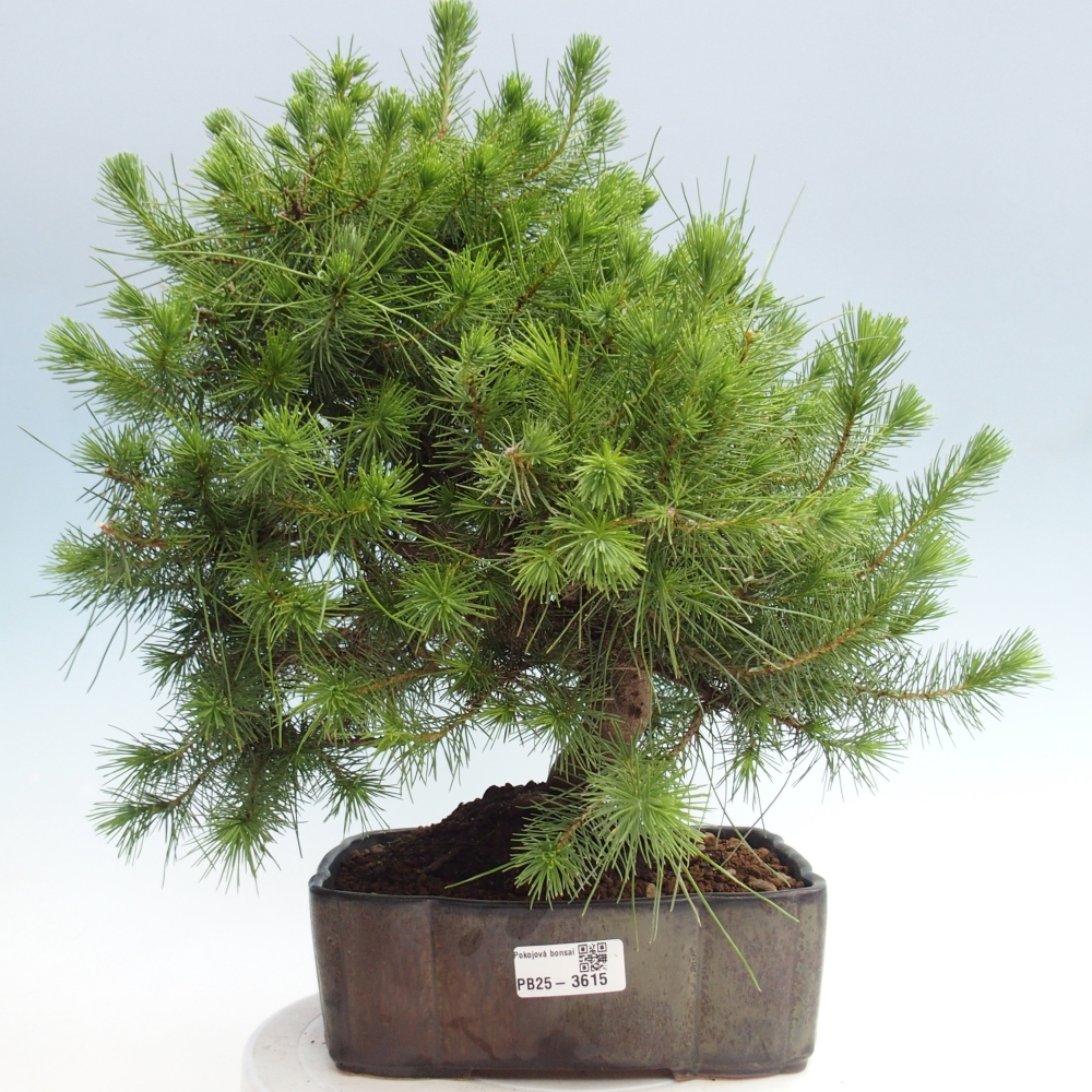 Zimmer Bonsai-Pinus halepensis-Kiefer von Aleppo