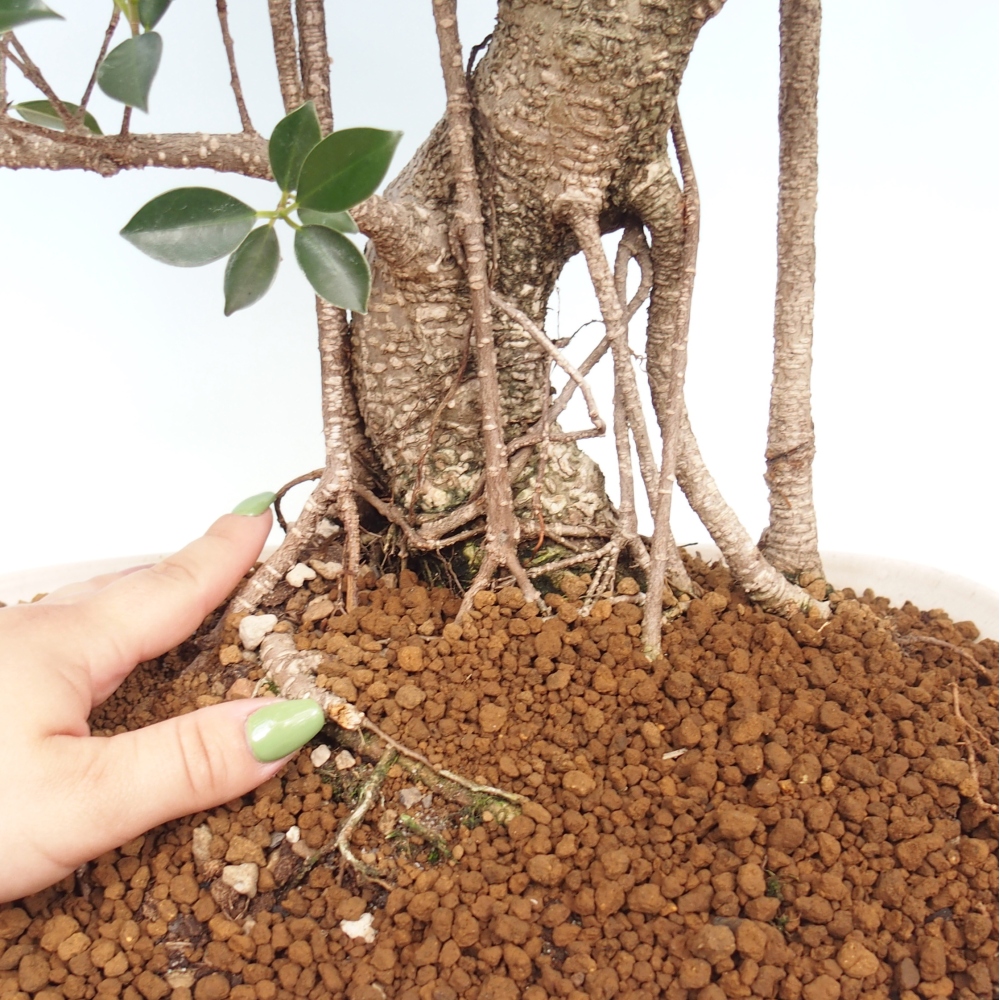Zimmerbonsai - Ficus kimmen - kleinblättriger Ficus - NUR PERSÖNLICHE ABHOLUNG oder Palettentransport