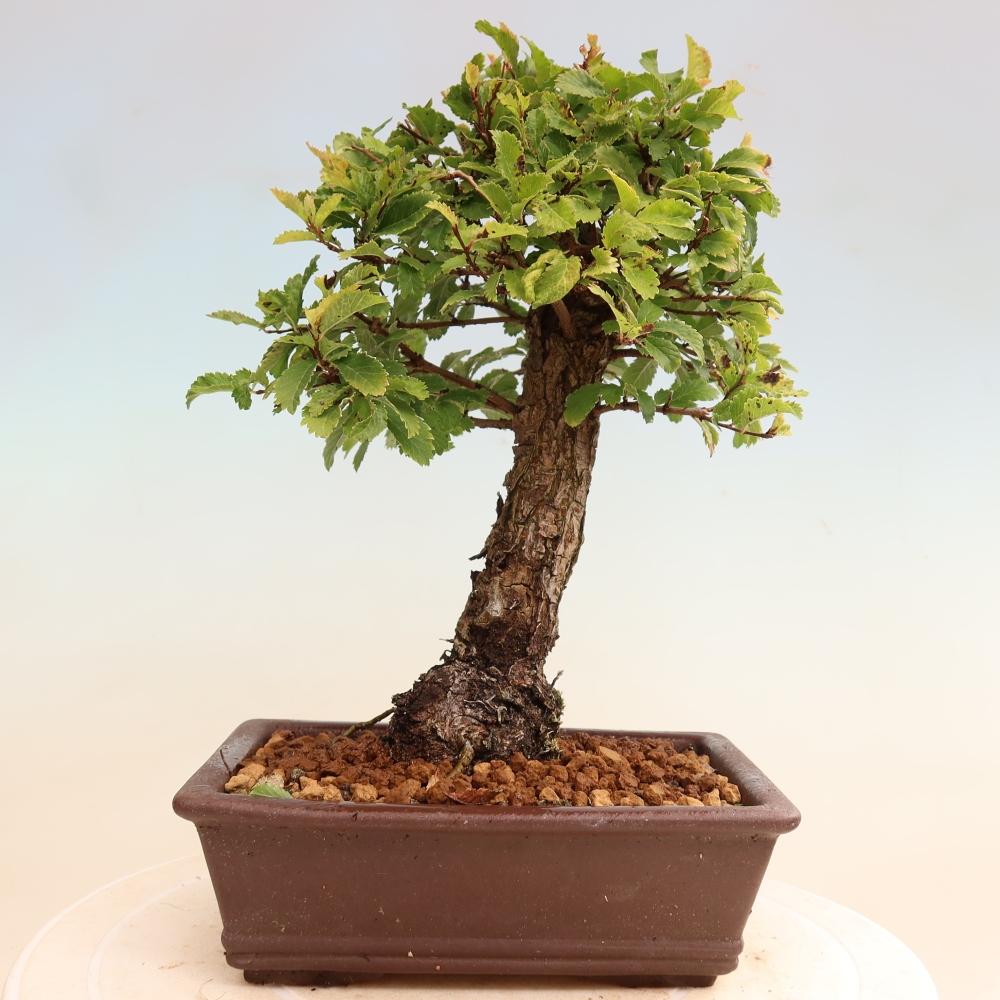 Bonsai für draußen - Zelkova - Zelkova NIRE