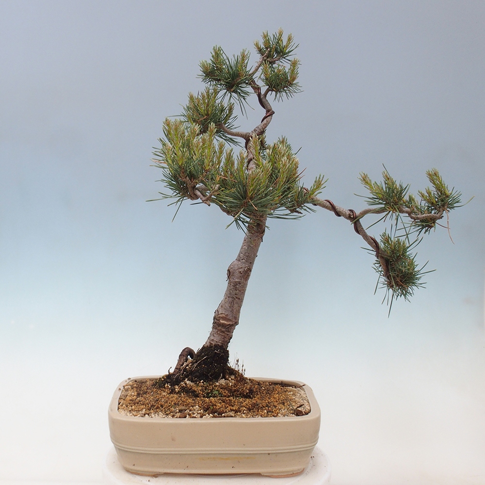 Bonsai im Freien - Pinus Sylvestris - Waldkiefer