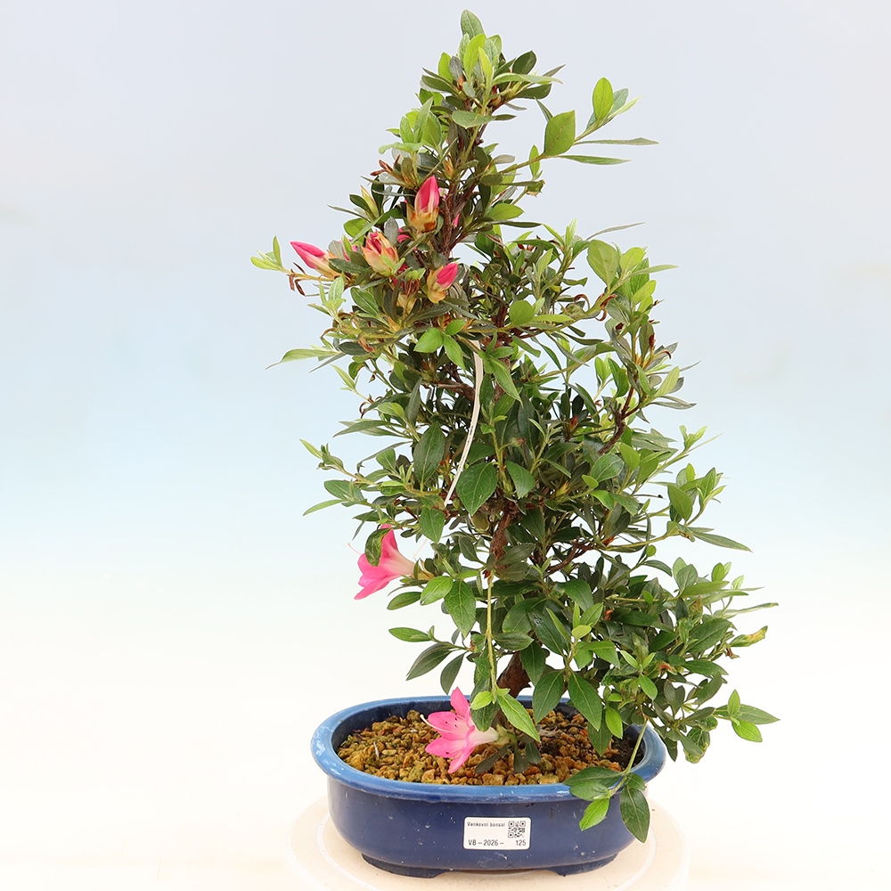 Bonsai für draußen - Japanische Azalee - Azalee Yoko