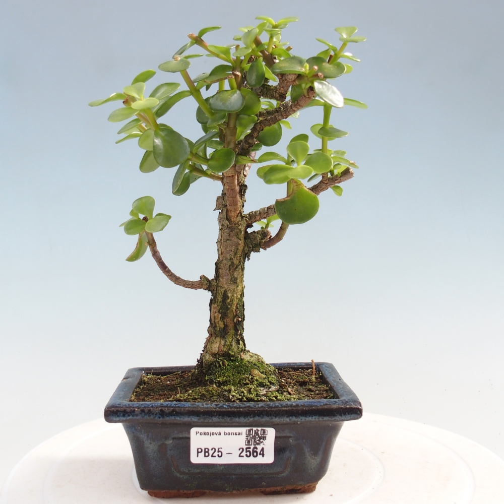Zimmerbonsai - Portulakaria Afra - Tlustice