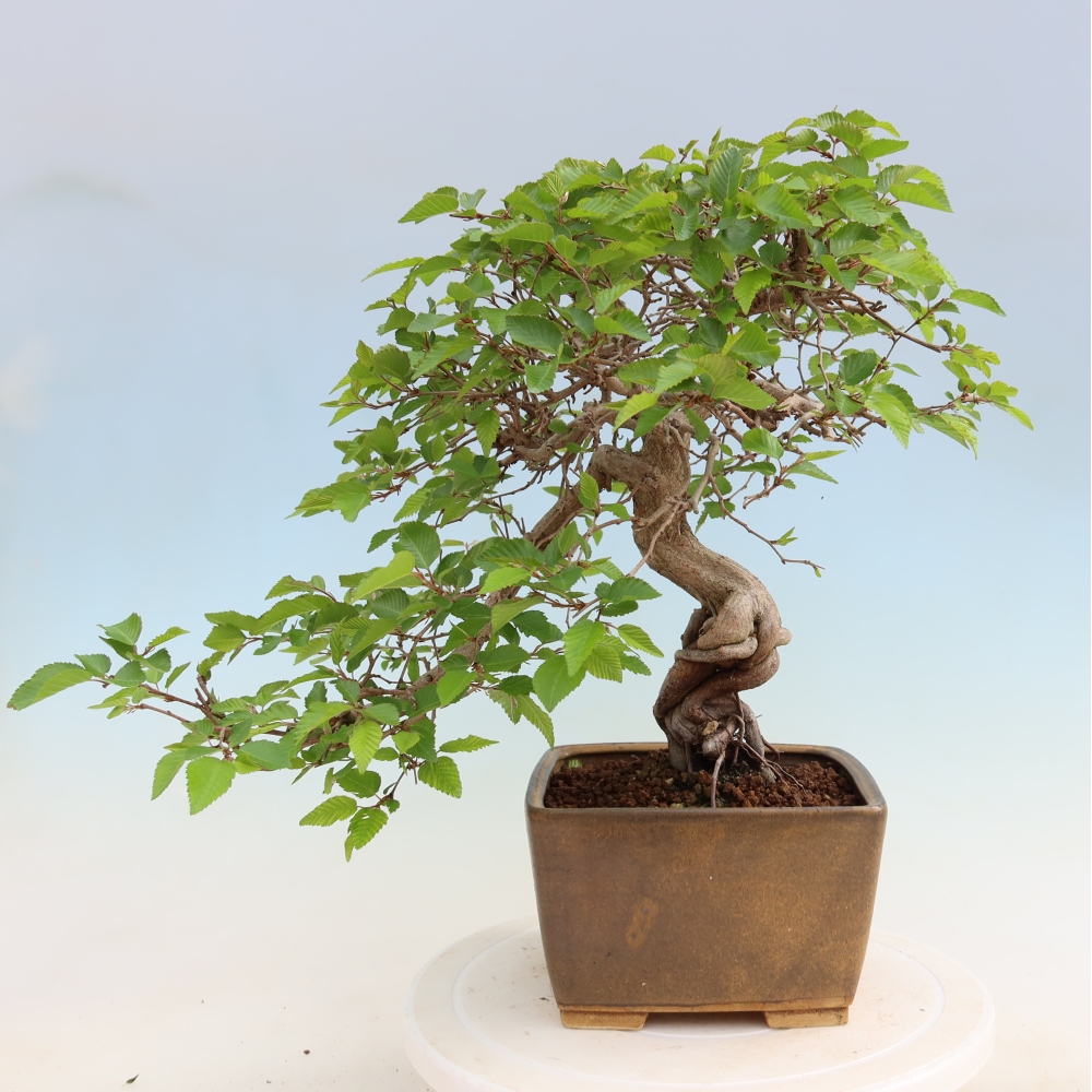 Bonsai für draußen - Karpinus Coreana - Koreanische Hainbuche