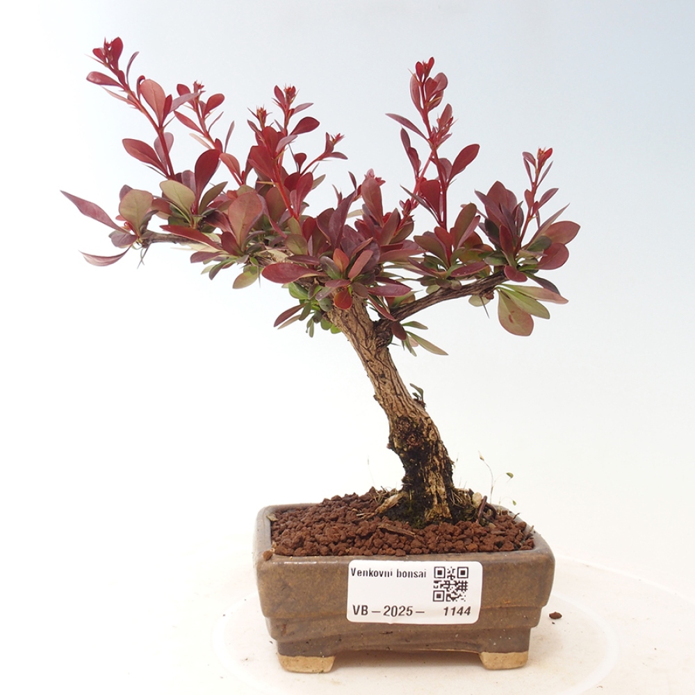 Bonsai im Freien - Berberis thunbergii Kobold - Dřištál Thunberg's