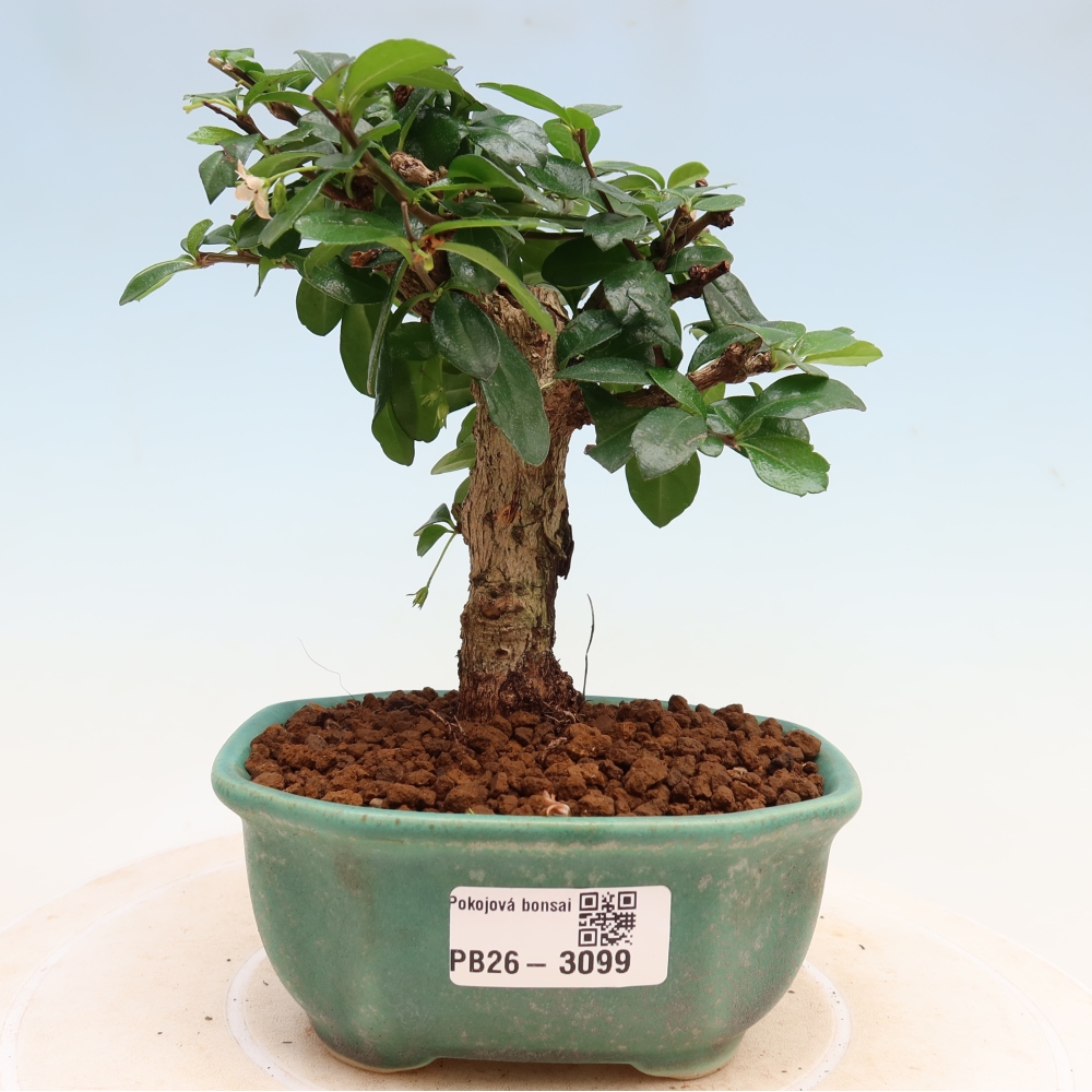 Zimmer-Bonsai - Carmona macrophylla - Tee-Fuki