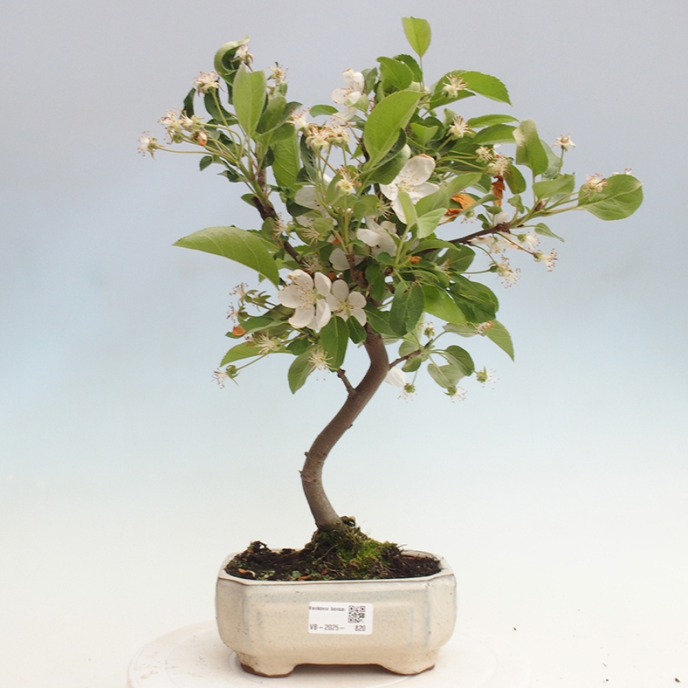 Bonsai im Freien - Malus halliana - Kleinfruchtiger Apfelbaum
