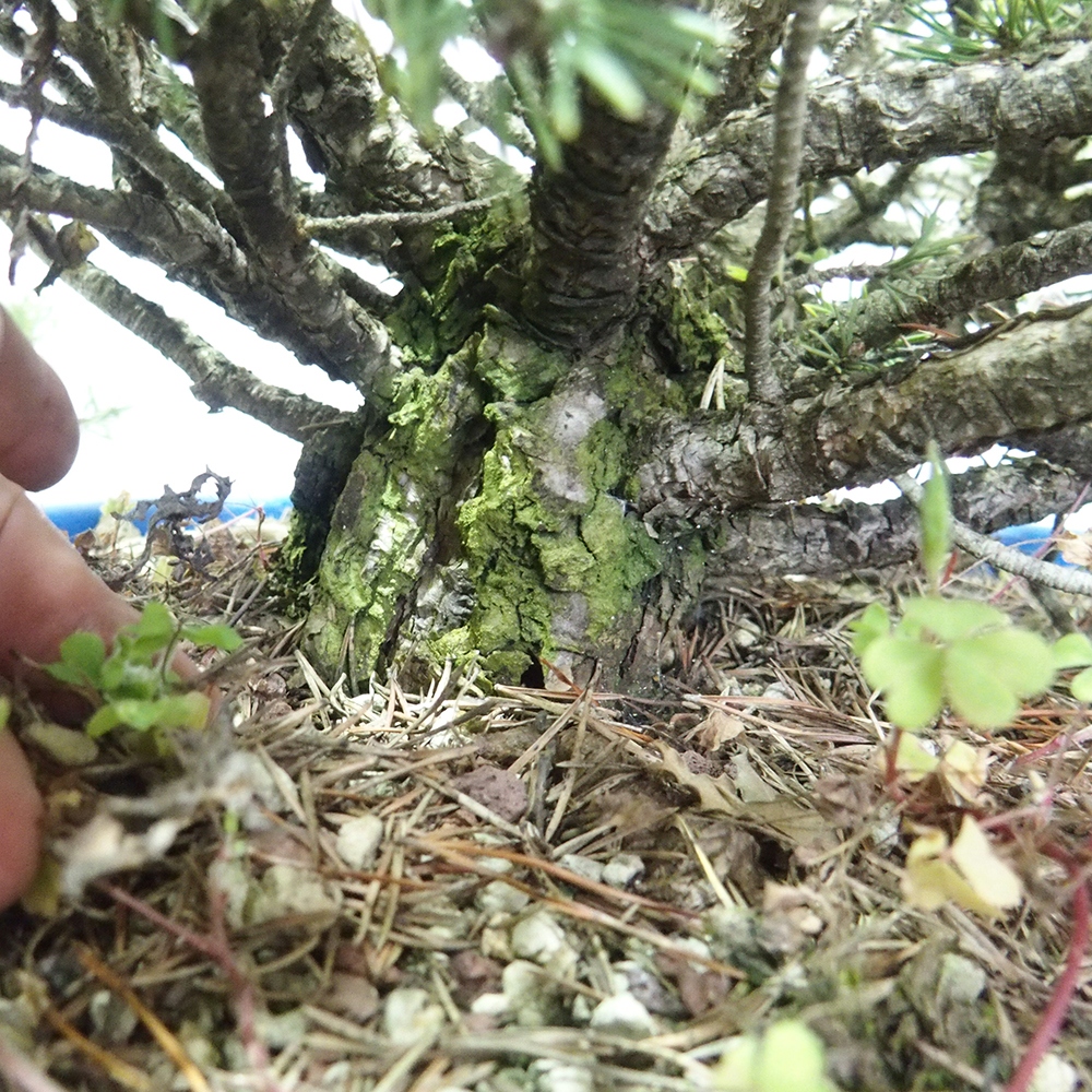 Yamadori - Pinus sylvestris 