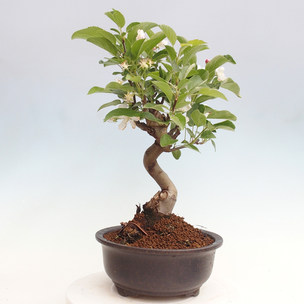 Bonsai im Freien - Malus halliana - Kleinfruchtiger Apfelbaum